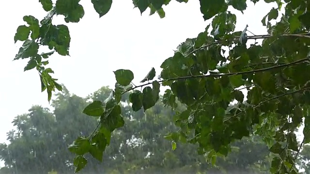 场暴雨视频素材