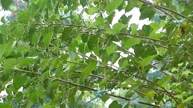 场暴雨视频素材