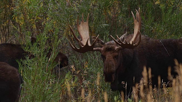 一只巨大的公驼鹿(Alces Alces)和两只母驼鹿站在柳树下视频素材