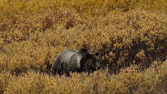 MS拍摄到一只雄性灰熊(Ursus arctos horribilis)穿过金色的柳树走向相机视频素材