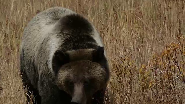 TS拍摄到一只雄性灰熊(Ursus arctos horribilis)走向摄像机视频素材