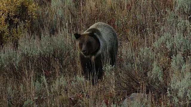 MS拍摄到一只雄性灰熊(Ursus arctos horribilis)小跑下山坡走向摄像机视频素材