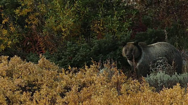 一只雄性灰熊(Ursus arctos horribilis)跑过美丽的秋季彩色山坡视频素材