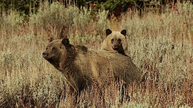 这张照片拍摄的是一头灰熊(Ursus arctos horribilis)母猪，一只幼崽站在她身后视频素材