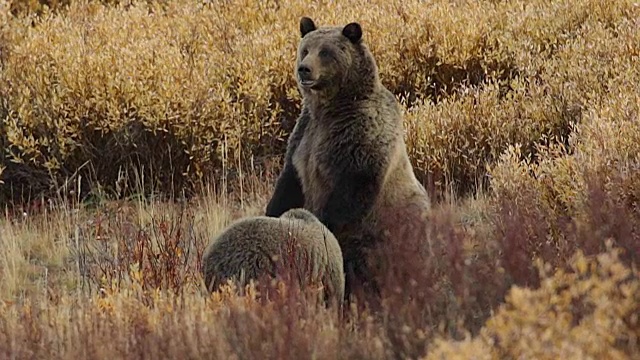 MS/SLOMO拍摄到一头灰熊(Ursus arctos horribilis)带着一只幼崽站在金色的秋天柳树地里视频素材