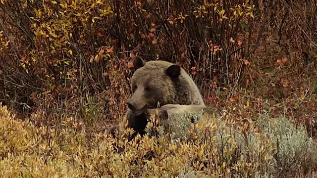 MS/SLOMO拍摄到一头灰熊(Ursus arctos horribilis)和一只幼崽坐在一片金秋柳树上互动视频素材