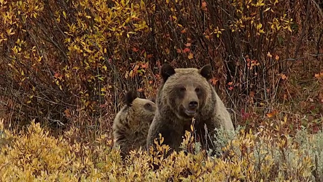 MS/SLOMO拍摄到一头灰熊(Ursus arctos horribilis)和一只幼崽坐在一片金秋柳树上互动视频素材