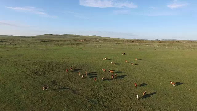 中国牲畜鸟瞰图视频下载