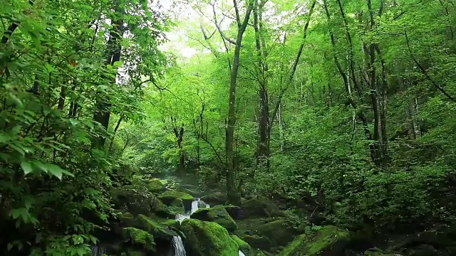 长泉谷的苔藓和瀑布视频素材