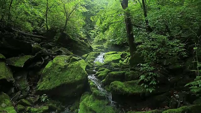 长泉谷的苔藓和瀑布视频素材