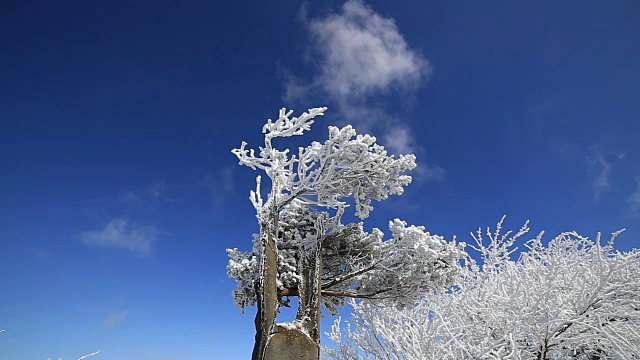 白雪覆盖的树木在巴旺山视频素材