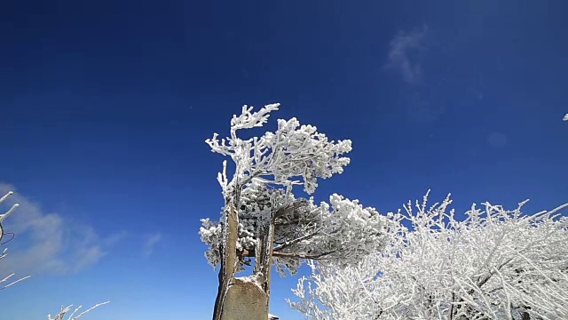 白雪覆盖的巴旺山树木视频素材