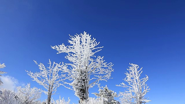 白雪覆盖的树木在巴旺山视频素材