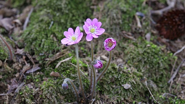 亚洲中花Hepatica的照片视频素材