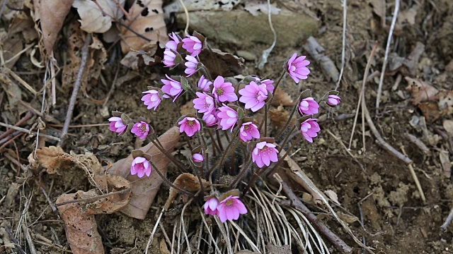 亚洲中花Hepatica的照片视频素材