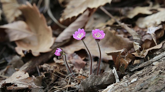 亚洲中花Hepatica的照片视频素材