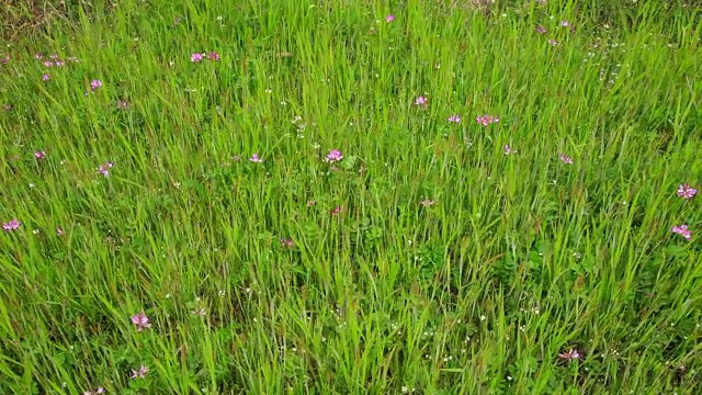 中国黄芪野花照片视频素材