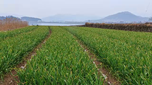 大蒜农场拍摄视频素材