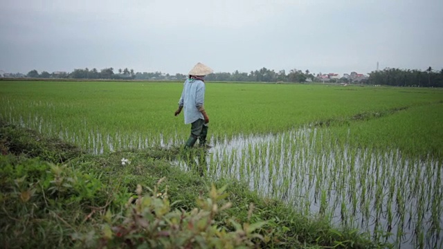 稻田-农民视频下载