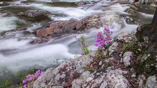 赤里山国家公园里的杜鹃花山谷视频素材