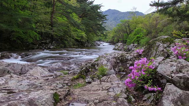 赤里山国家公园里的杜鹃花山谷视频素材