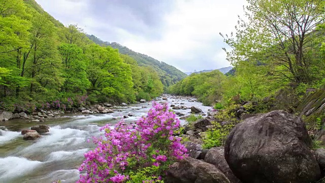 赤里山国家公园里的杜鹃花山谷视频素材