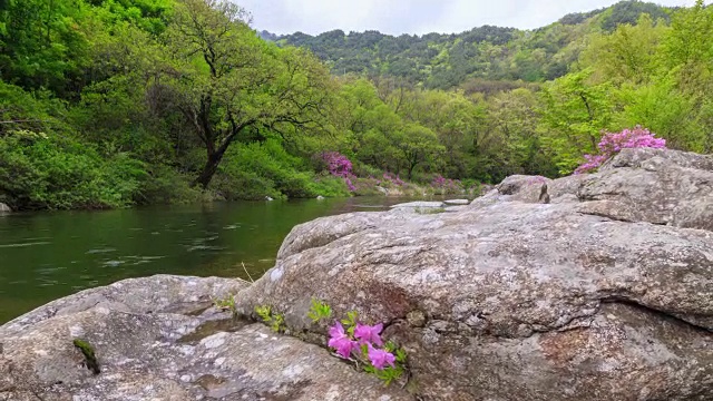 赤里山国家公园里的杜鹃花山谷视频素材