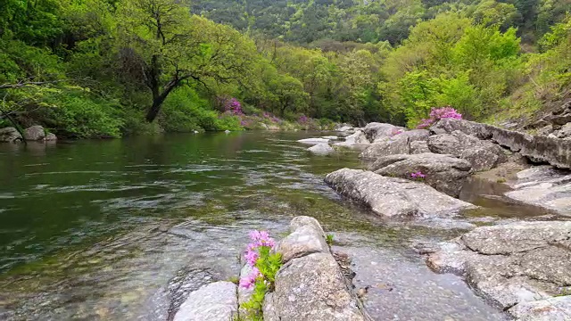 赤里山国家公园里的杜鹃花山谷视频素材