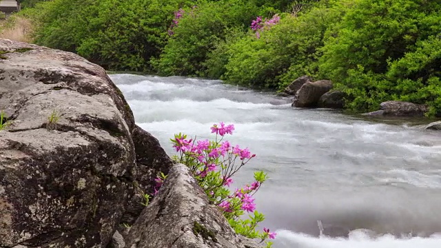 赤里山国家公园里的杜鹃花山谷视频素材