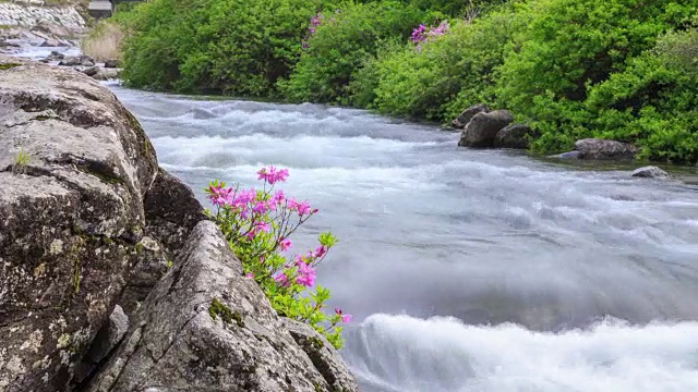 赤里山国家公园里的杜鹃花山谷视频素材