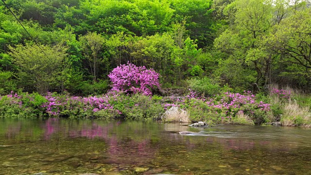 赤里山国家公园里的杜鹃花山谷视频素材