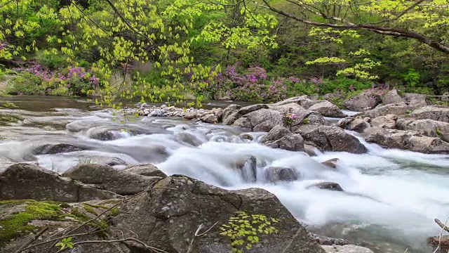 赤里山国家公园里的杜鹃花山谷视频素材