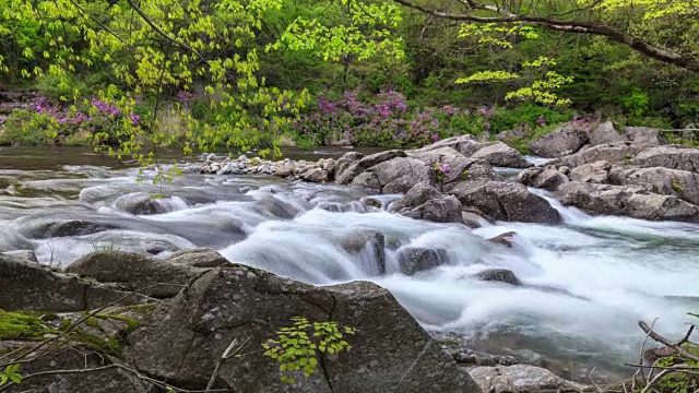 赤里山国家公园里的杜鹃花山谷视频素材