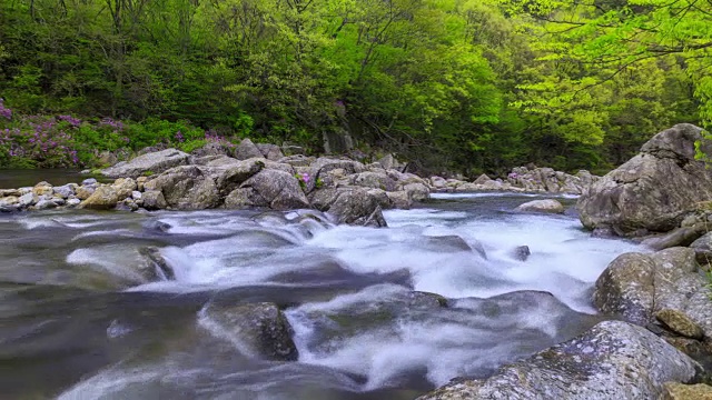 赤里山国家公园里的杜鹃花山谷视频素材