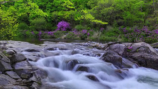 赤里山国家公园里的杜鹃花山谷视频素材