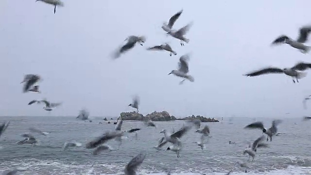 海鸥在水下门木王墓前的照片(韩国历史遗址158)视频素材