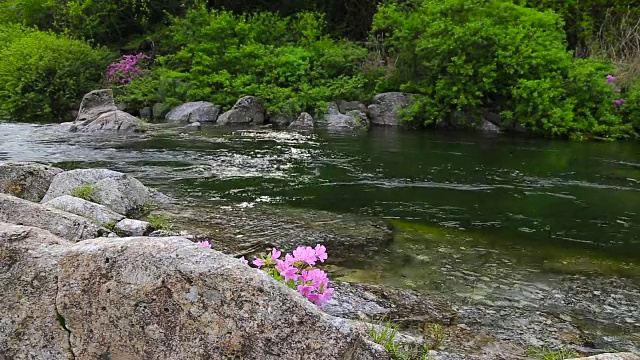 赤里桑山国家公园里的Baemsagol Valley和Dalgung Valley用杜鹃花拍摄视频素材