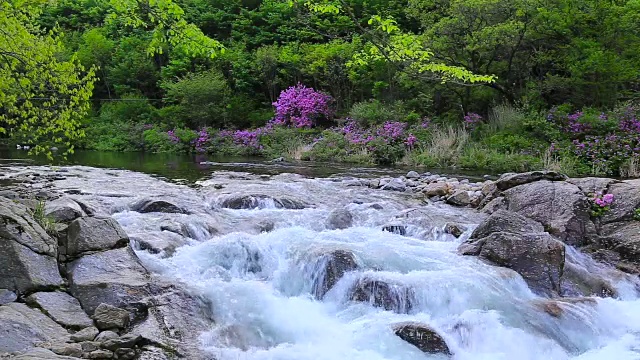 以杜鹃花为背景拍摄的池里山国立公园的百寺谷和大公谷视频素材