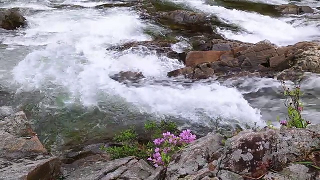 赤里桑山国家公园里的Baemsagol Valley和Dalgung Valley用杜鹃花拍摄视频素材