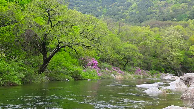 赤里桑山国家公园里的Baemsagol Valley和Dalgung Valley用杜鹃花拍摄视频素材