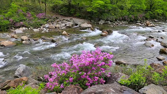 赤里桑山国家公园里的Baemsagol Valley和Dalgung Valley用杜鹃花拍摄视频素材