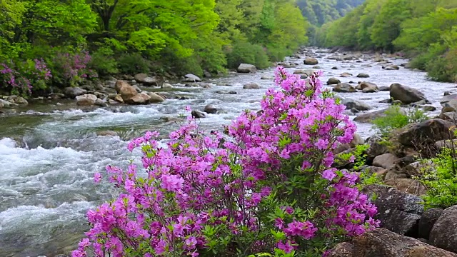 赤里桑山国家公园里的Baemsagol Valley和Dalgung Valley用杜鹃花拍摄视频素材