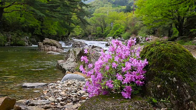 赤里桑山国家公园里的Baemsagol Valley和Dalgung Valley用杜鹃花拍摄视频素材