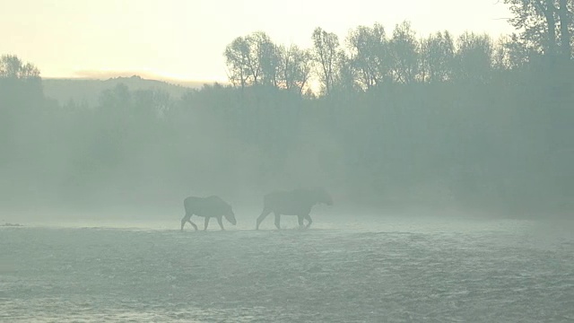 WS拍摄的奶牛和小牛驼鹿(Alces Alces)背光穿过蛇河在早晨的雾视频素材