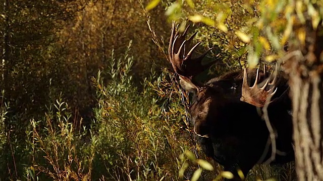 一只巨大的公驼鹿(Alces Alces)站在小溪边的秋天树叶视频素材