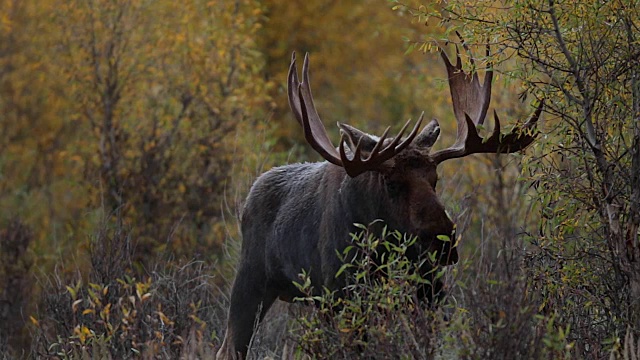 一只巨大的公驼鹿(Alces Alces)站在小溪边的秋叶拂晓视频素材