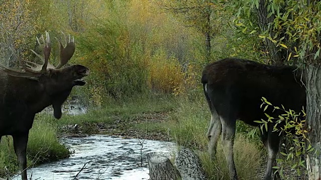 MS拍摄的一个巨大的公驼鹿(Alces Alces)在溪流flehmen/追求一头母驼鹿视频素材