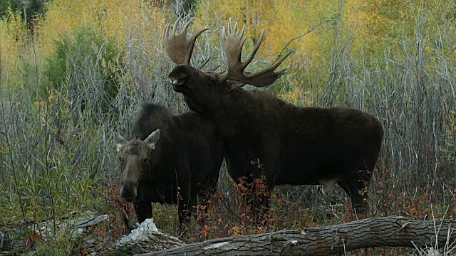 一个巨大的公驼鹿(Alces Alces)在黎明向一头牛求爱，在秋天的树叶视频素材