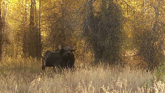 WS拍摄的一个巨大的公驼鹿(Alces Alces)在一个杨木秋天森林被奶牛在尿壶在秋天发情期间视频素材