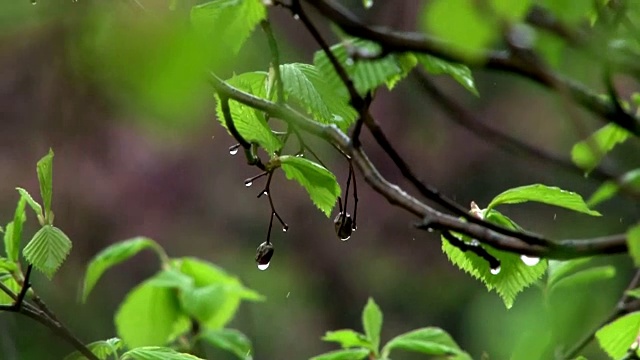 森林里的雨视频素材